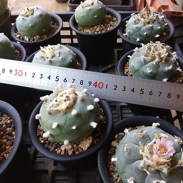 カキコ自根セット15本 ディフューサ12うば玉3 抜苗 着払発送 サボテン 多肉 サボテン 売買されたオークション情報 Yahooの商品情報をアーカイブ公開 オークファン Aucfan Com