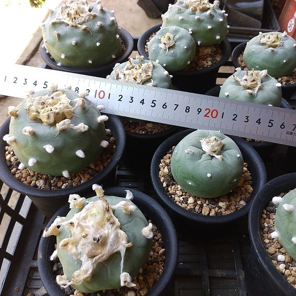 カキコ自根セット15本 ディフューサ12うば玉3 抜苗 着払発送 サボテン 多肉 サボテン 売買されたオークション情報 Yahooの商品情報をアーカイブ公開 オークファン Aucfan Com