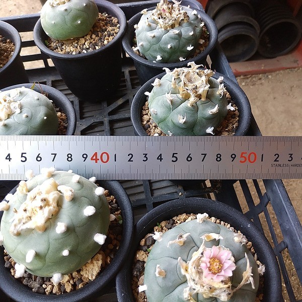 カキコ自根セット15本 ディフューサ12うば玉3 抜苗 着払発送 サボテン 多肉 サボテン 売買されたオークション情報 Yahooの商品情報をアーカイブ公開 オークファン Aucfan Com