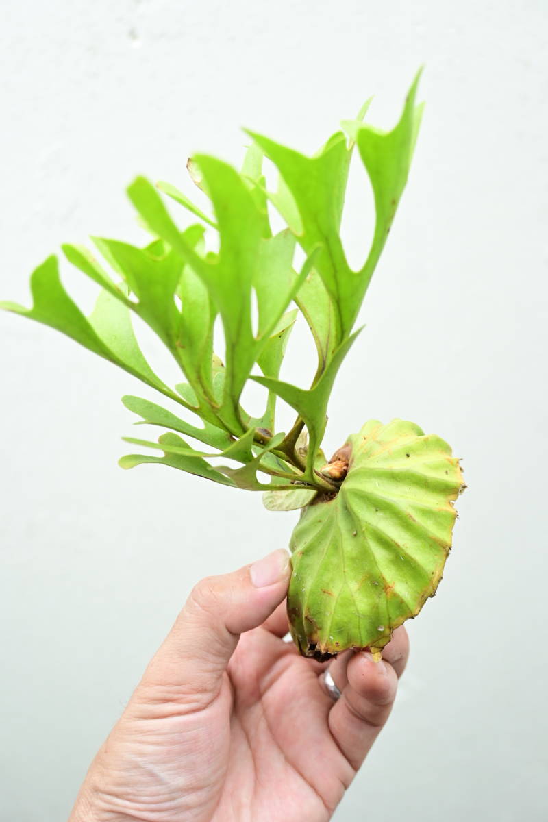 P.ridleyi wild from Kalimantan⑩ @bikamori.com ビカクシダ リドレイ 