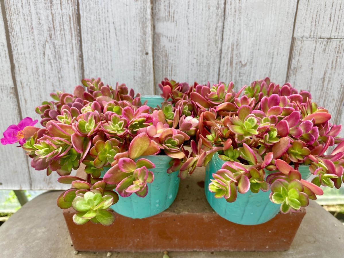 多肉植物 ポーチュラカ マジカルキューティ 2ポット 寄せ植えに サボテン 売買されたオークション情報 Yahooの商品情報をアーカイブ公開 オークファン Aucfan Com
