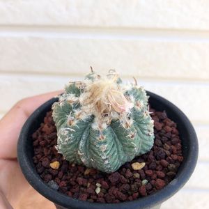 花籠 サボテンの値段と価格推移は 38件の売買情報を集計した花籠 サボテンの価格や価値の推移データを公開