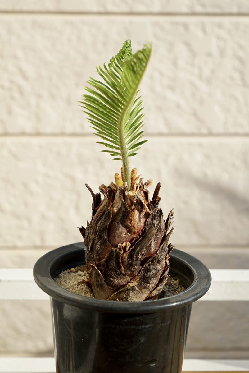 ココヤシ似のソテツ サイカス・クリビコーラ ルテア 実生13年目