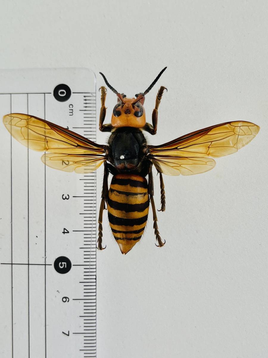 オオスズメバチ 女王の値段と価格推移は 18件の売買情報を集計したオオスズメバチ 女王の価格や価値の推移データを公開