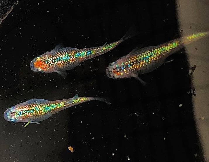 あ夕めだか ユリシス 有精卵 10個 A 虹色 レインボー 大 極ラメ メダカ卵 高級メダカ 有精卵 屋外飼育 めだか 売買されたオークション情報 Yahooの商品情報をアーカイブ公開 オークファン Aucfan Com