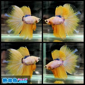 ベタ 魚の値段と価格推移は 2 634件の売買情報を集計したベタ 魚の価格や価値の推移データを公開