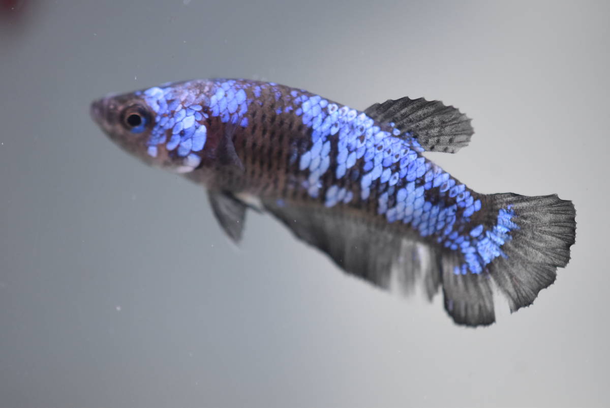 422 タイ現地セレクトベタ ブルーサムライ プラカット メス ベタ 売買されたオークション情報 Yahooの商品情報をアーカイブ公開 オークファン Aucfan Com