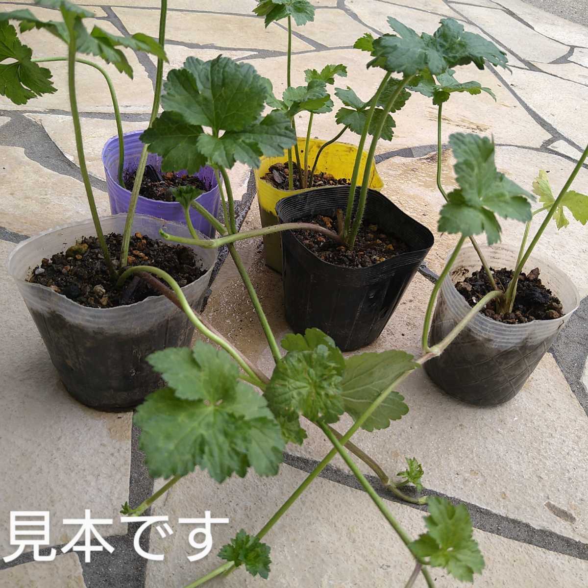 ラナンキュラス ゴールドコイン 抜き苗1株 苗 売買されたオークション情報 Yahooの商品情報をアーカイブ公開 オークファン Aucfan Com