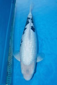 魚酔のヤフオク の相場 価格を見る ヤフオク の魚酔のオークション売買情報は304件が掲載されています