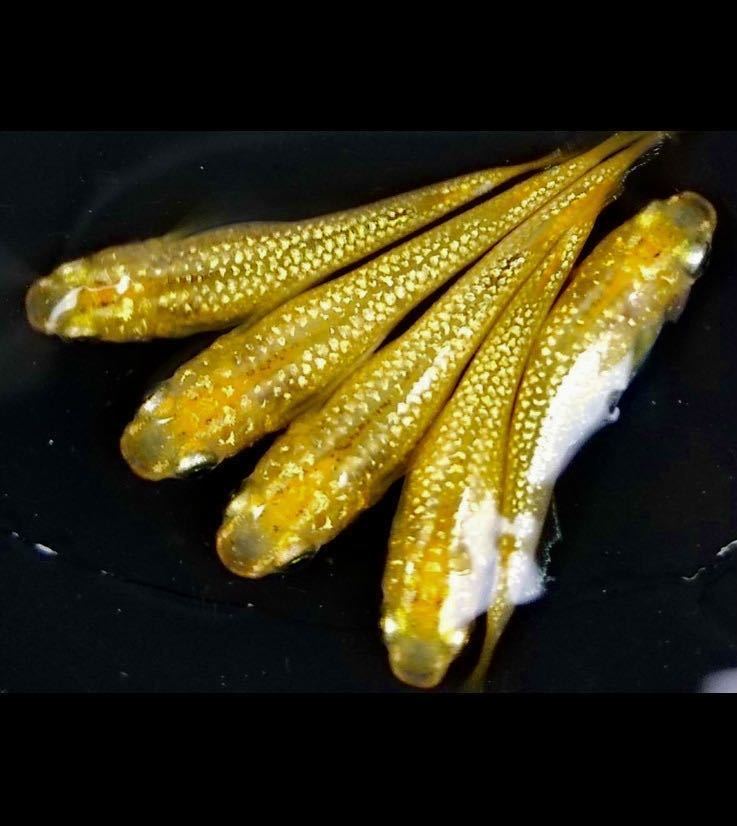 黄金メダカ 舞メダカ様血統 レクリス 金ラメ 有精卵15個 A 悠々メダカ めだか 売買されたオークション情報 Yahooの商品情報をアーカイブ公開 オークファン Aucfan Com 黄金メダカ 舞メダカ様血統 レクリス 金ラメ 有精卵15個 A 悠々メダカ めだか 売買されたオークション情報 Yahooの商品情報をアーカイブ公開 オークファン Aucfan Com