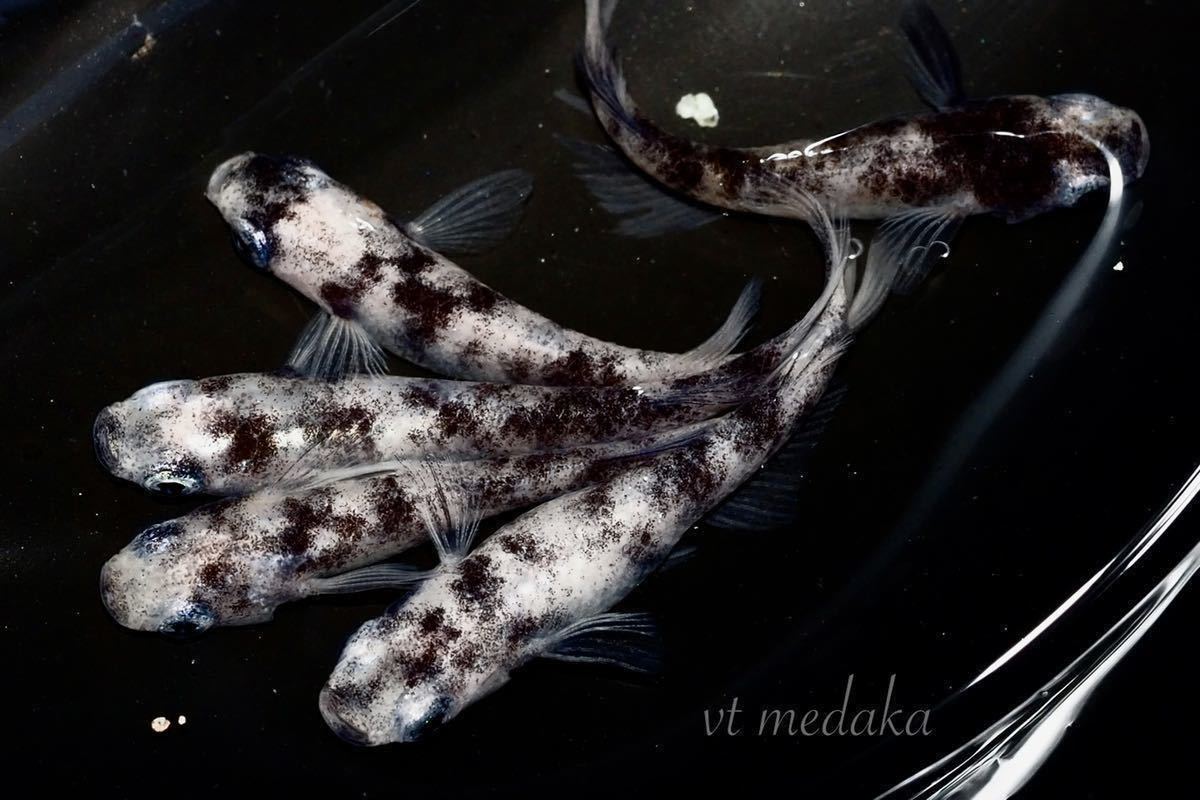 Vtメダカ 卵死着保証有 白錦極 卵 個 A めだか 三色 紅白 雲州 マリア リアル 王華 A めだか 売買されたオークション情報 Yahooの商品情報をアーカイブ公開 オークファン Aucfan Com