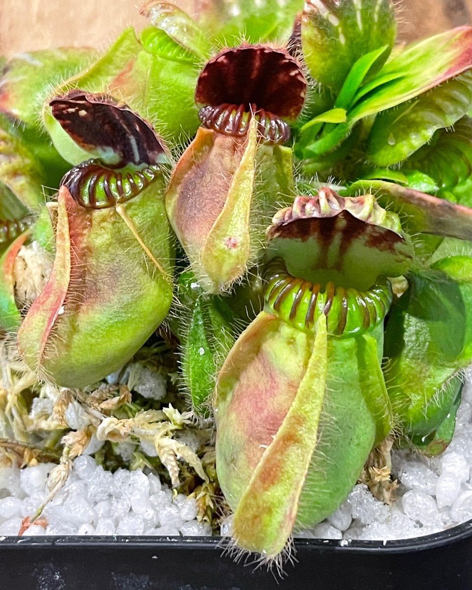 Cephalotus follicularis - 'Hummer's Giant' – follicularis, giant