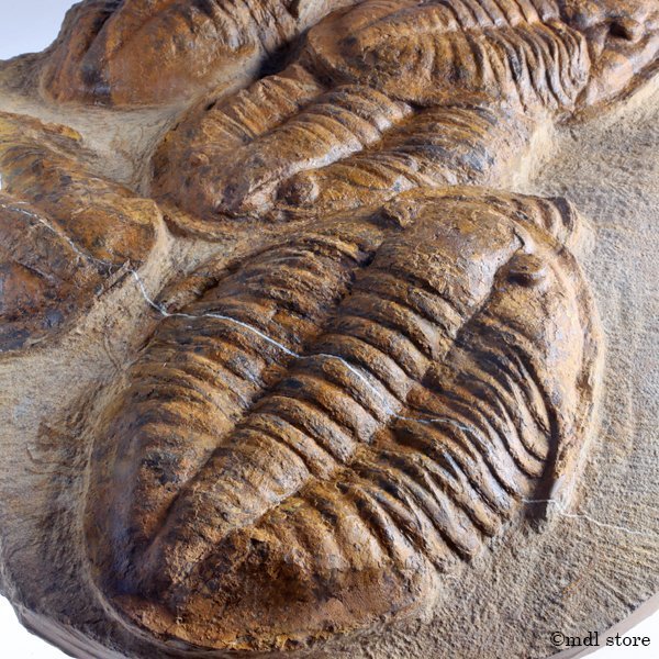 Asaphellus 三葉虫 ○○○化石 化石 巨大レア種！三葉虫Asaphellus MF