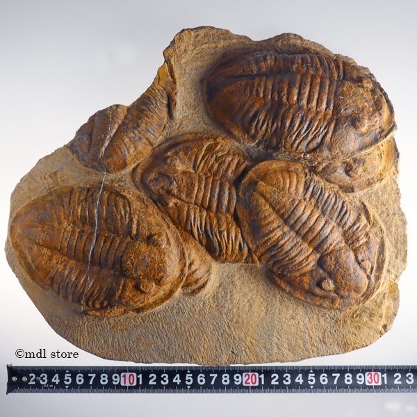 Asaphellus 三葉虫 ○○○化石 化石 巨大レア種！三葉虫Asaphellus MF