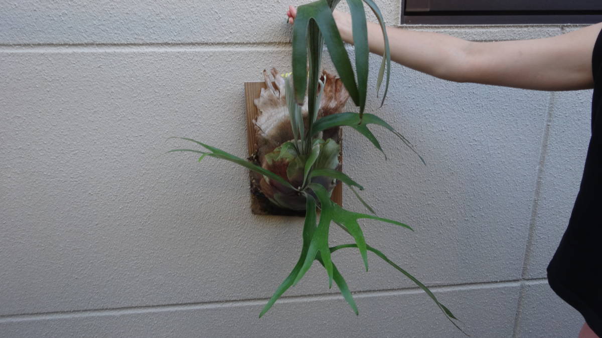 ★★ビカクシダ　現物　ケンイチ　P.kenichi ★★