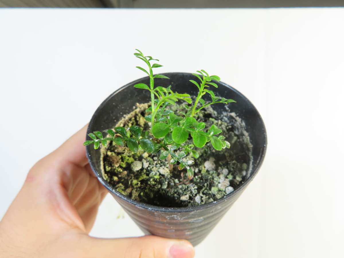 パキプス オペルクリカリア | BRIDGE 実生2年 GARDEN - blog shobuno's