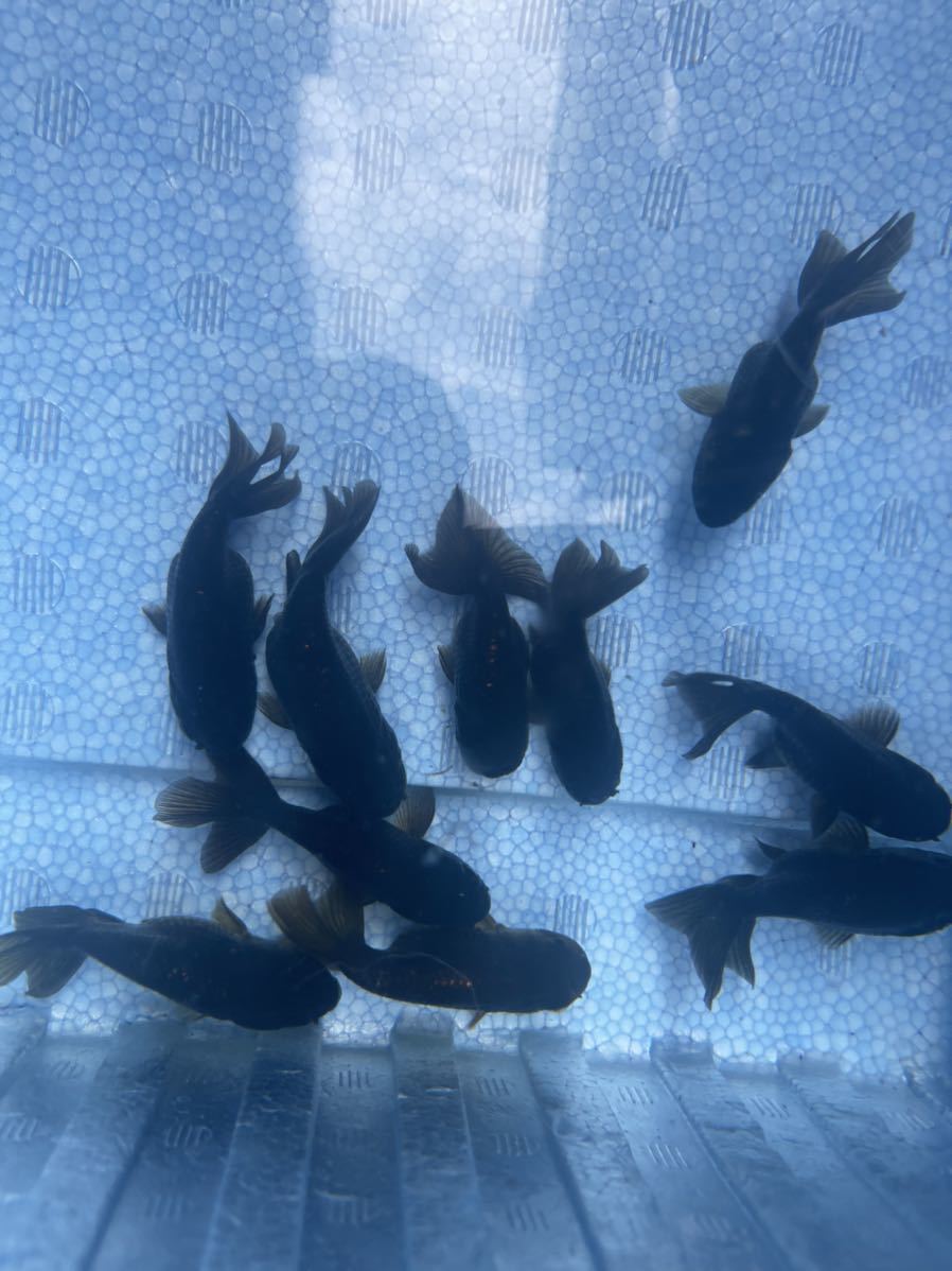 黒らんちゅう らんちゅう 金魚 らんちゅう 売買されたオークション情報 Yahooの商品情報をアーカイブ公開 オークファン Aucfan Com 黒らんちゅう らんちゅう 金魚 らんちゅう 売買されたオークション情報 Yahooの商品情報をアーカイブ公開 オークファン Aucfan Com