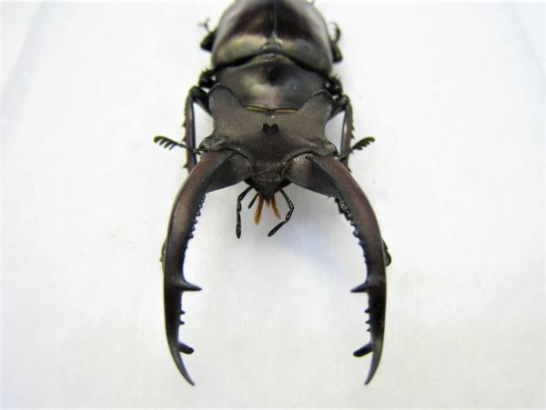 標本】希少 ヌエクワガタ（ベトナム北部VinhPhuc）♂30.0ミリ 【公式通販】