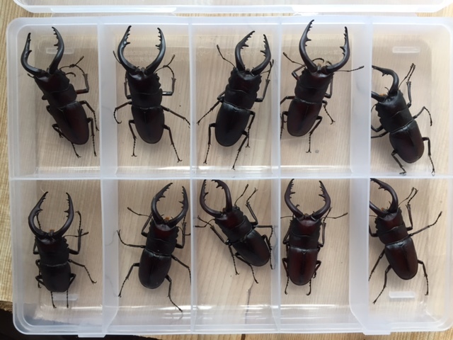 大型水牛 ノコギリクワガタ 10ペア no1 ノコギリクワガタ | 生体天然