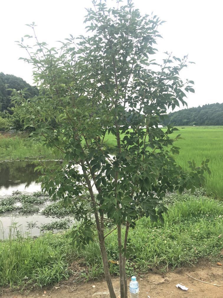 苗木・植木 山採り アオダモ 株立ち 4本立ち