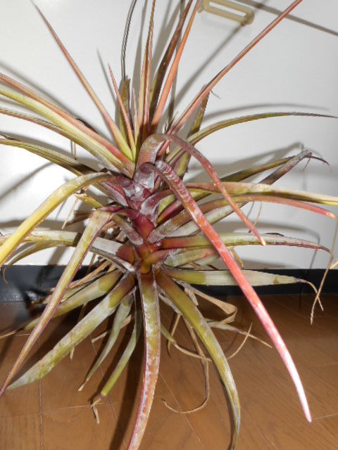 Tillandsia novakii 　メキシコ産　特大　