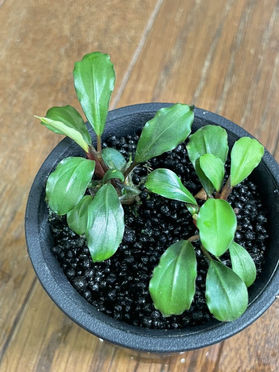Bucephalandra sp. ブセファランドラ 公式通販 melon 一点物 sp