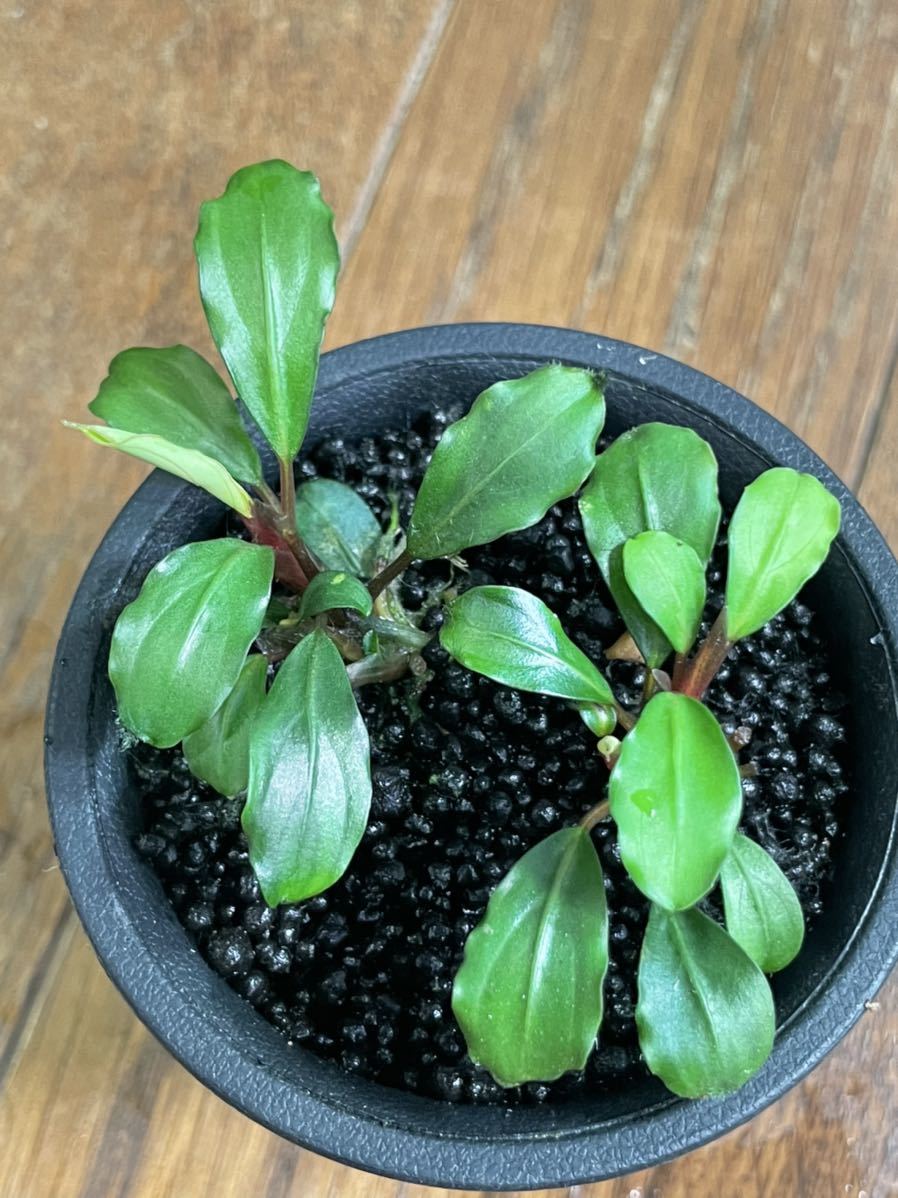 Bucephalandra sp. ブセファランドラ 公式通販 melon 一点物 sp