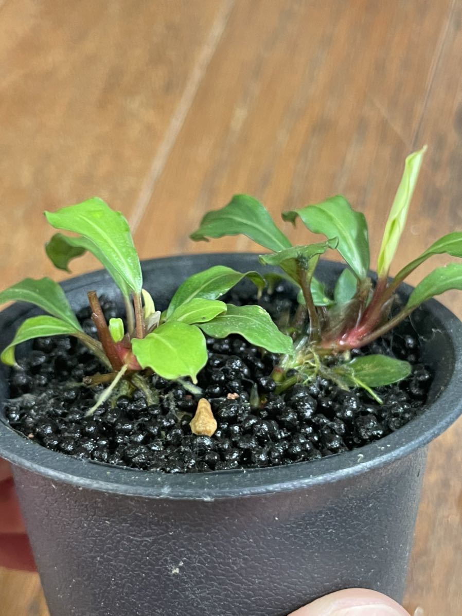 Bucephalandra sp. ブセファランドラ 公式通販 melon 一点物 sp