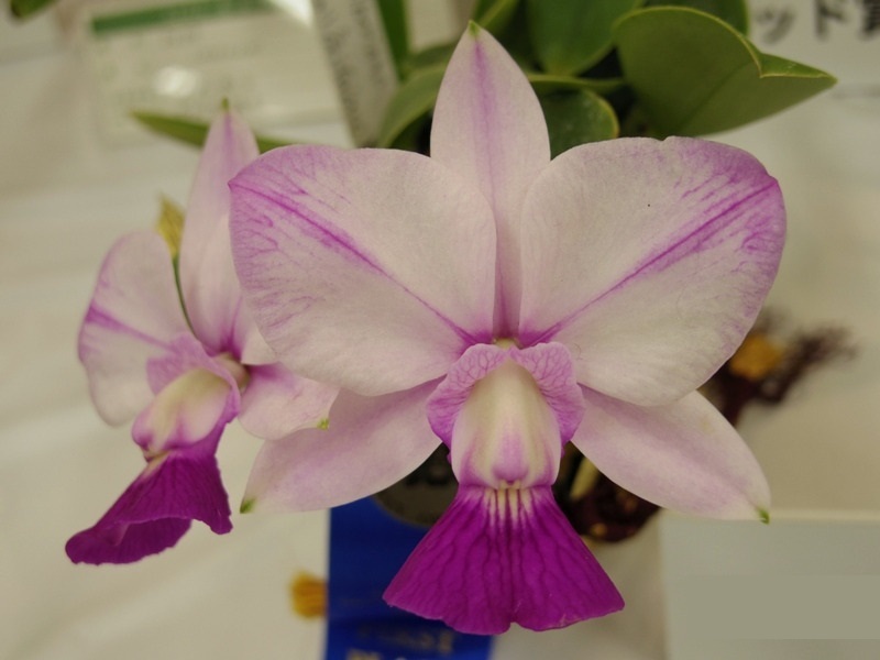 洋蘭 カトレア原種 C.walkeriana var. aquinii 'Gifu' 現在花は
