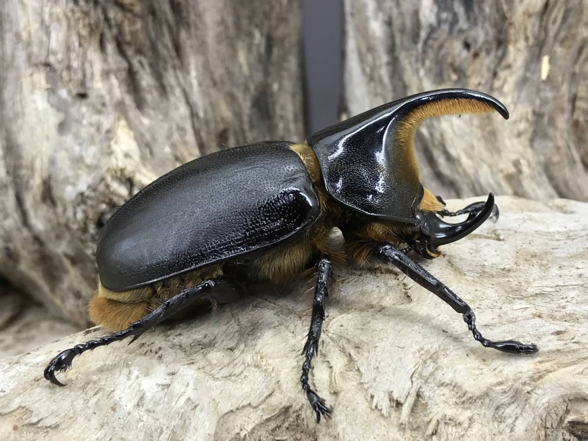 サタンオオカブト 75 63 61 トリオ | サタンオオカブト ペア》 - 人気 