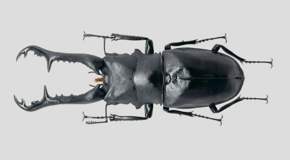 木内【標本】ギラファノコギリクワガタ　フローレス島産 113.3 野外品 昆虫標本 ギラファノコギリクワガタ 110ミリ フローレス産(虫類)｜売買