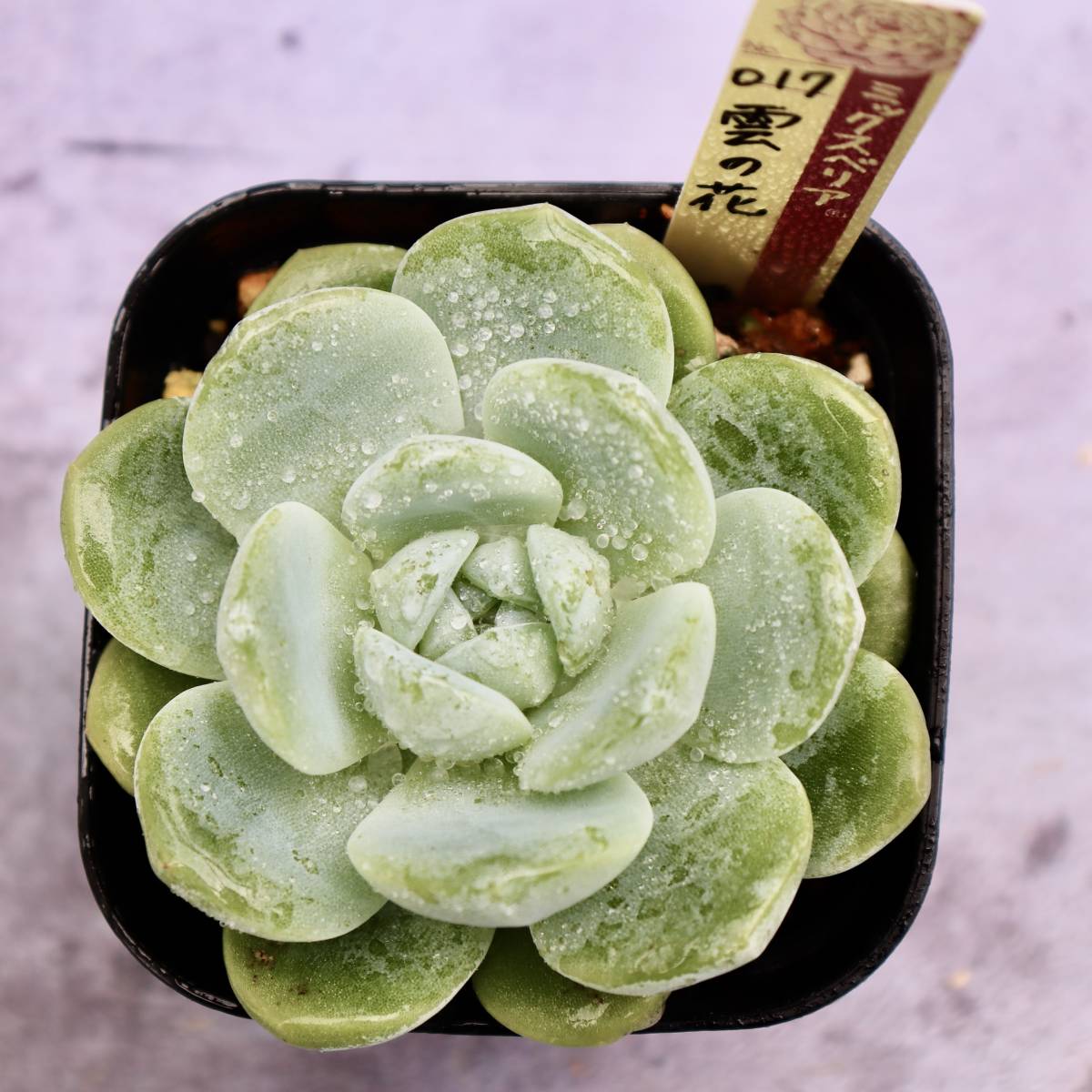 札付き おらいさん苗 雲の花 雲の花 札付き ミックスベリア 017
