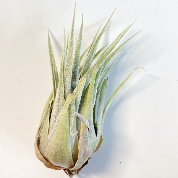 ブロメリア・エアープランツ Tillandsia heubergeri Tillandsia heubergeri - Bromeliads Australia in Air – X Plant