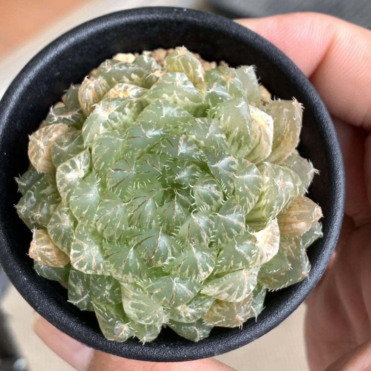 O*Z様 多肉植物 ハオルチア 翠雲錦 超美品 親株 極上斑 O*Z様 多肉植物