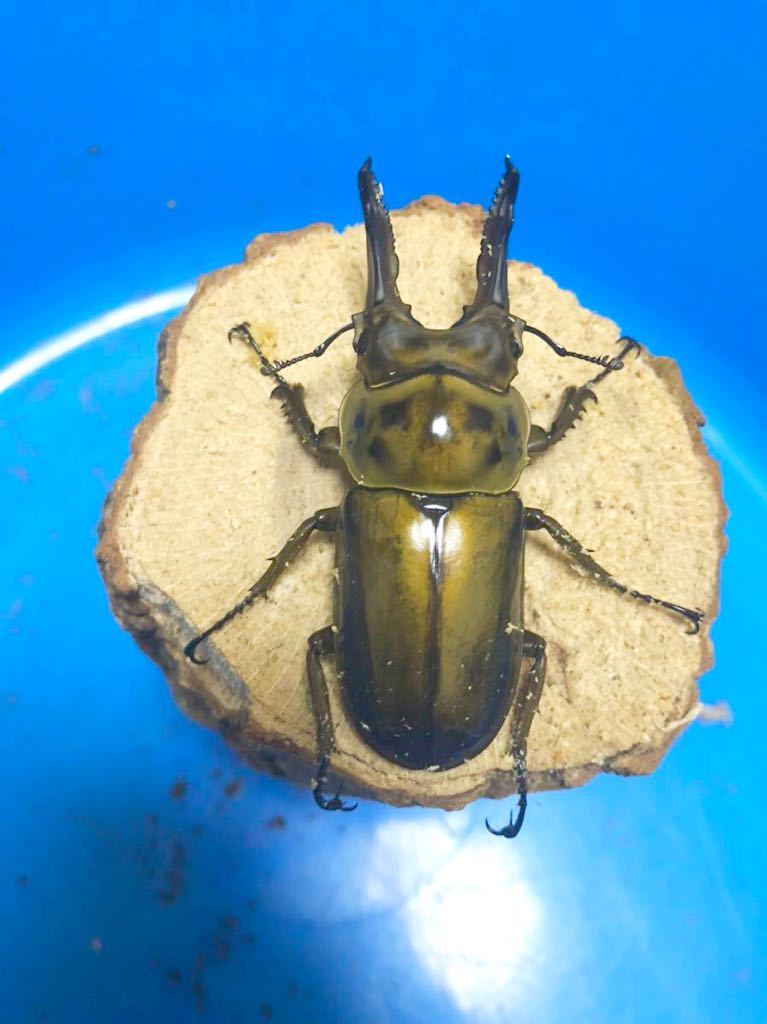 ババオウゴンオニクワガタ カブクワショップ横浜 – 昆虫ショップNexus 
