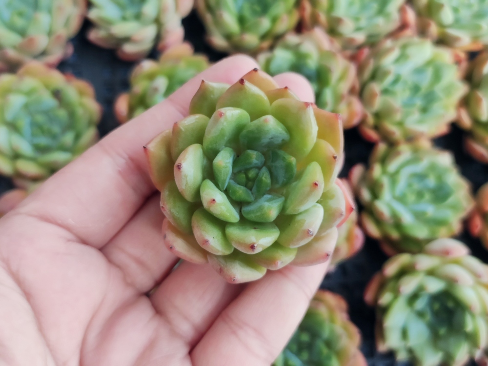 100%新品，低価 fw349グリーンアップル20 個 多肉植物 エケベリア(サボテン)｜売買されたオークション情報、yahooの商品情報をアーカイブ公開 - オークファン サボテン
