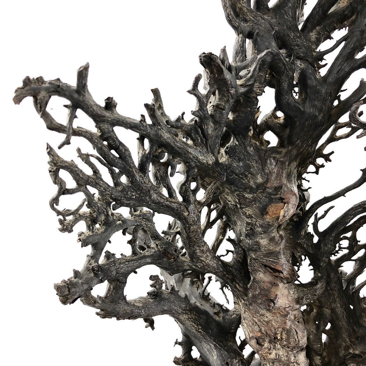 黒珊瑚　深海松　原木　長さ；35センチ H 1-1 黒珊瑚 深海松 原木 長さ；35センチ H 1-1 黒珊瑚 深海松 原木 長さ