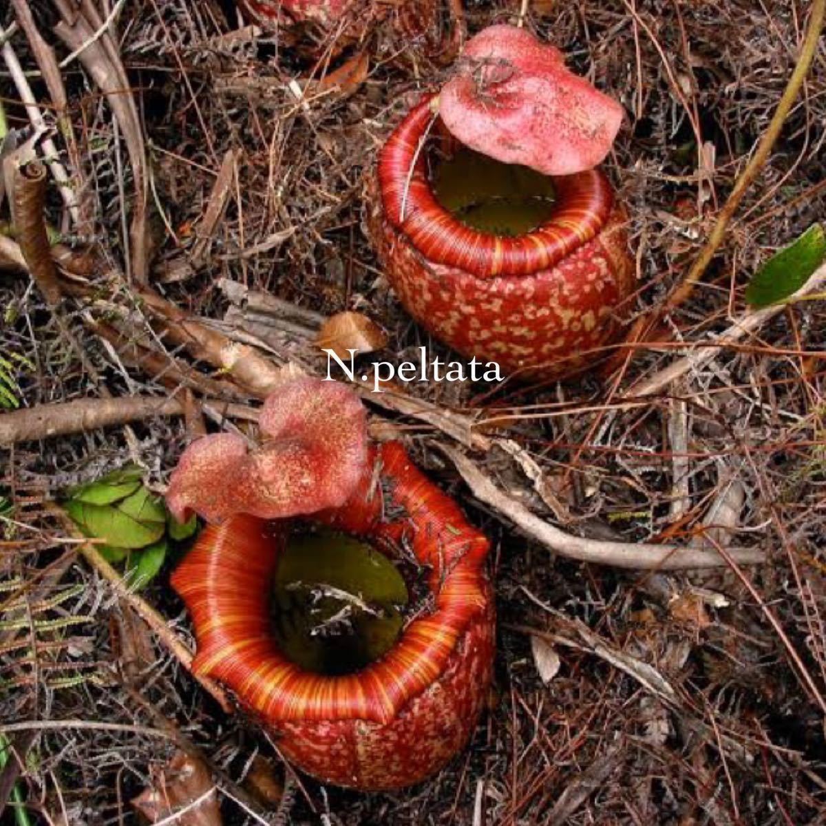 Nepenthes peltata BE4025 ウツボカズラ 食虫植物 ネペンテス 14