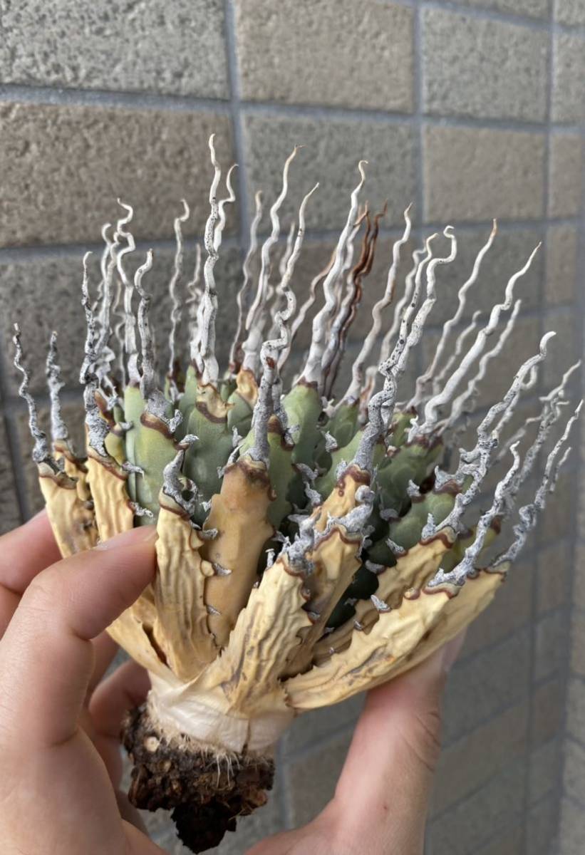 超極上】特選 陽炎 アガベ ユタエンシス エボリスピナ 殺菌殺虫済み  