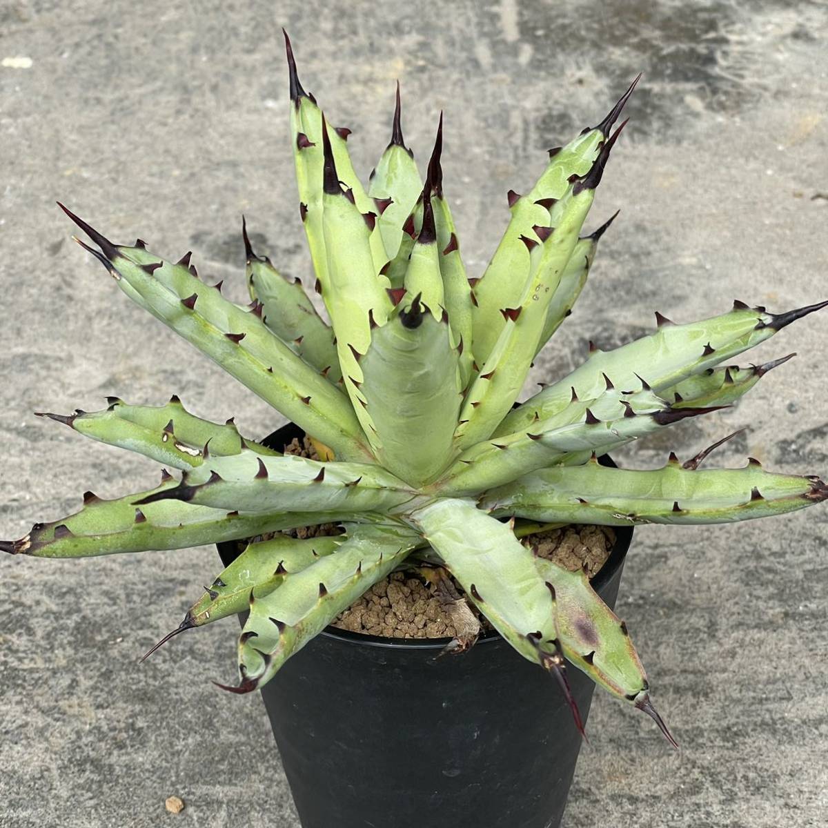 アガベ マクロアカンサ おしゃれ おすすめ お中元 インテリア 多肉植物 室内 希少 現品 種類 育てやすい 観葉植物 陶器鉢 有名ブランド 陶器鉢