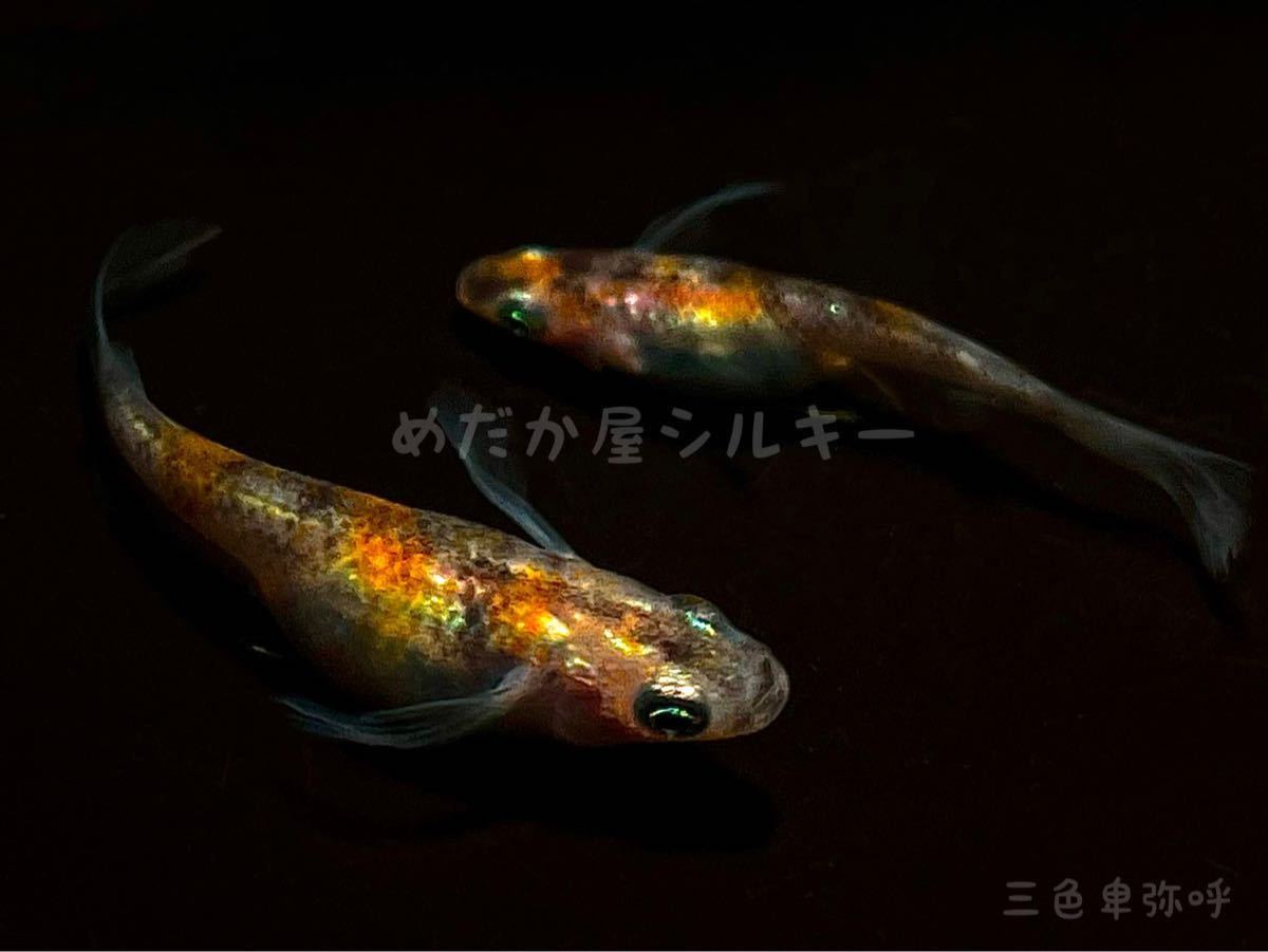 めだか屋シルキー ハウスネーム 三色卑弥呼メダカ 新潟県が世界に誇る錦鯉を彷彿させるメダカ 厳冬期を耐え抜群の発色 めだか 売買されたオークション情報 Yahooの商品情報をアーカイブ公開 オークファン Aucfan Com