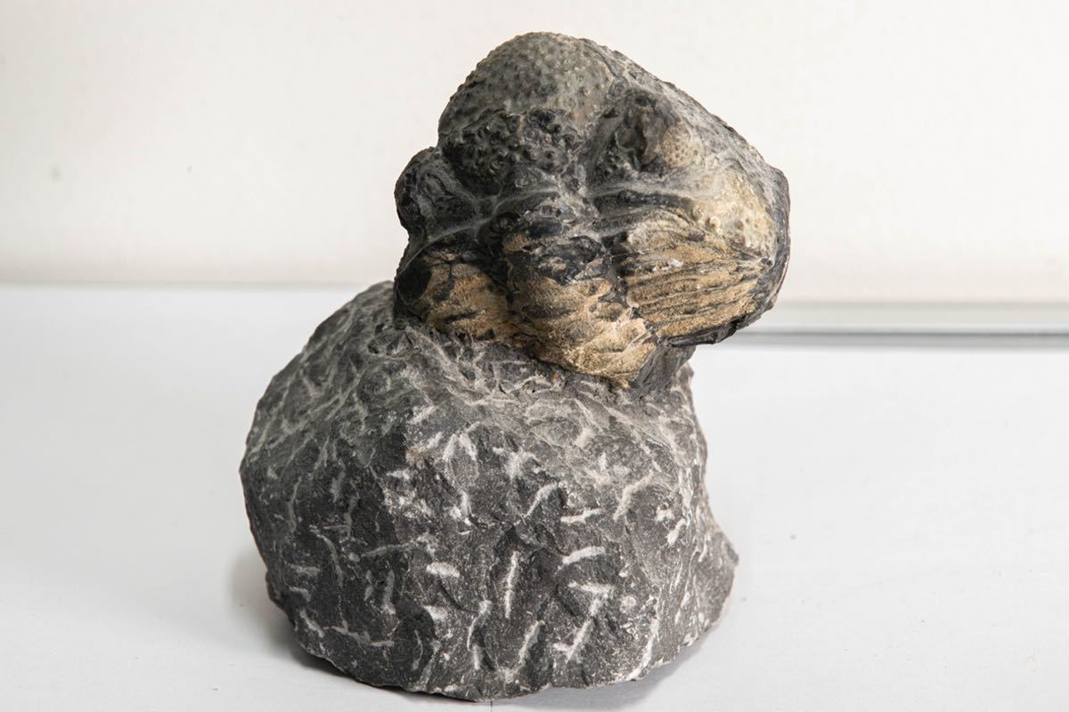 驚きの破格値，爆買い 26日夜より競売開始 三葉虫 化石部分7&times;6&times;7 約センチ 標本 アンティーク 鑑賞石 丸まった個体 全長約17センチ幅約7センチ 自立可能(化石)｜売買されたオークション情報、yahooの商品情 化石