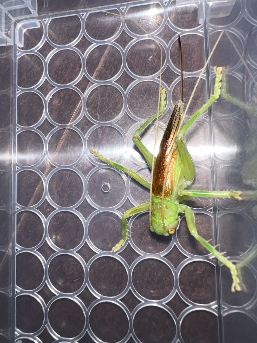 No4 メス単品 リオック 幼虫 オバケコロギス幼虫 約66ミリ 昆虫販売アリスト Www Ingenieroagrimensor Com