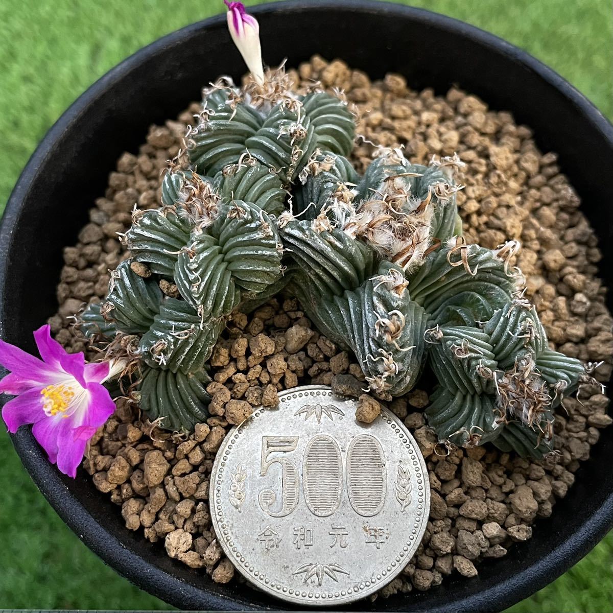 サボテン 紅籠・Aztekium valdezii - 植物日誌