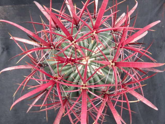 サボテン・多肉植物＞ 神仙玉（北方型） - サボテン・多肉植物＞神仙玉