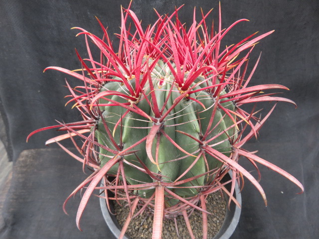 サボテン・多肉植物＞ 神仙玉（北方型） - サボテン・多肉植物＞神仙玉