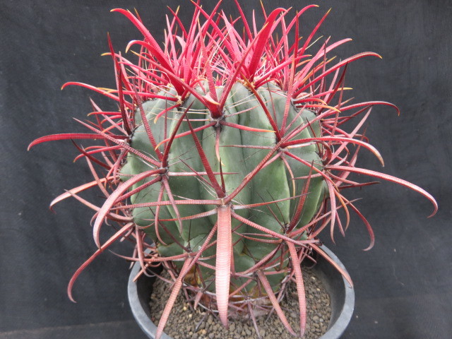 サボテン・多肉植物＞ 神仙玉（北方型） - サボテン・多肉植物＞神仙玉