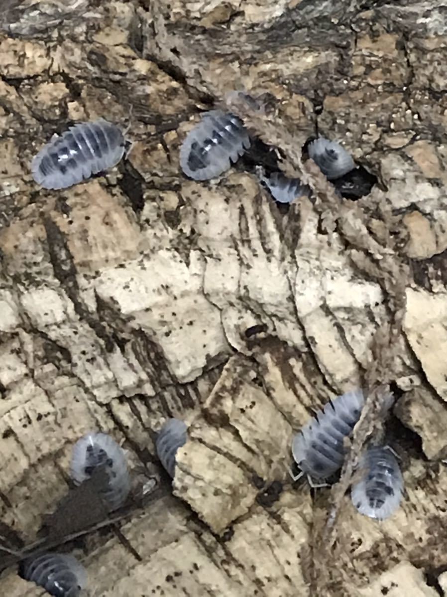 グラニットシロウツリ | 萌萌虫雑記帳 ダンゴムシ グラニット