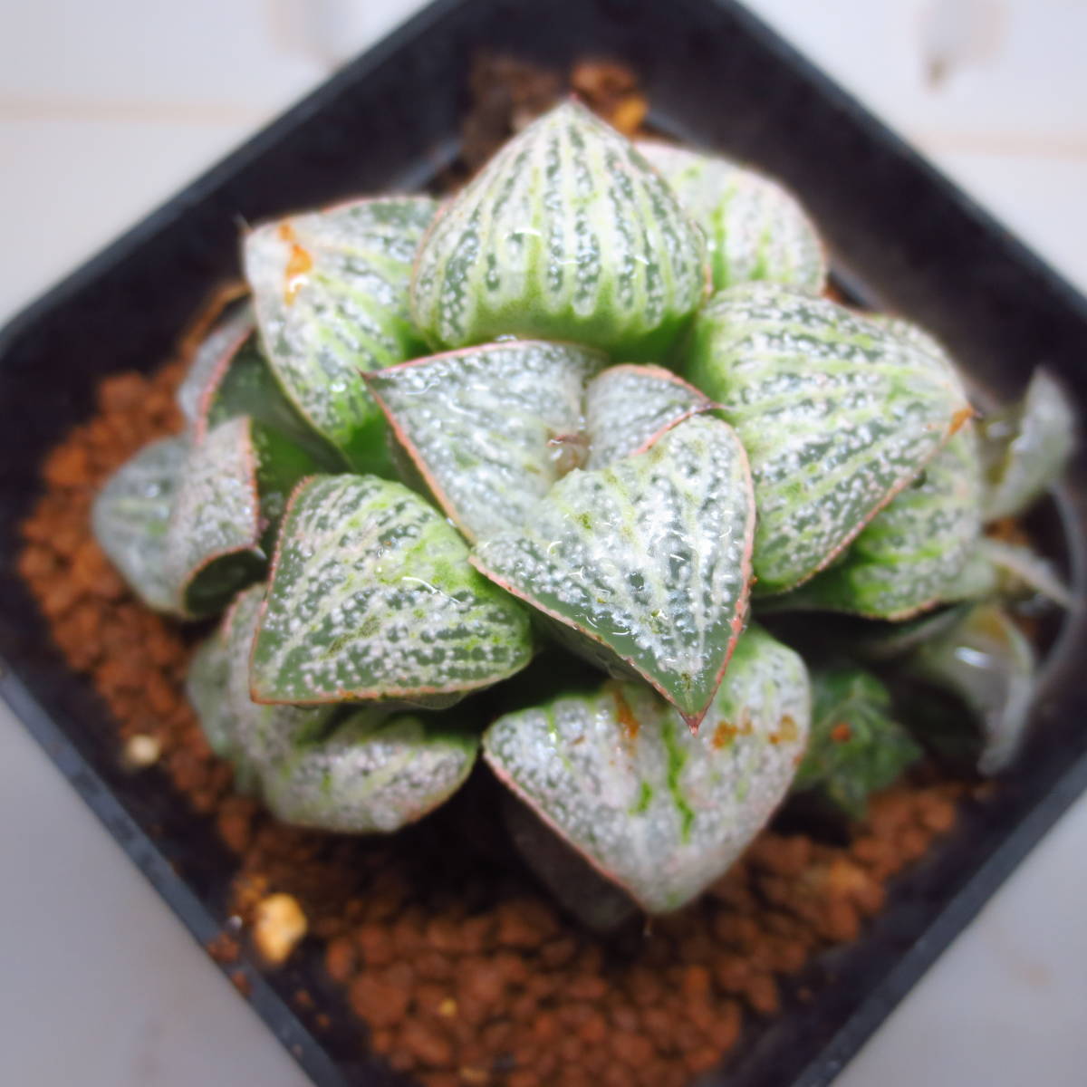 ３６．オードリーｘDeepRed実生　実生未繁殖　多肉植物　ハオルチア ハオルシア _1