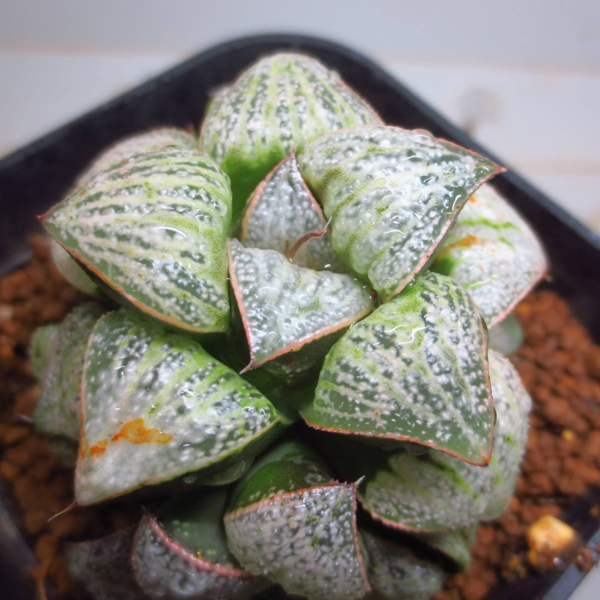 ３６．オードリーｘDeepRed実生　実生未繁殖　多肉植物　ハオルチア ハオルシア _2